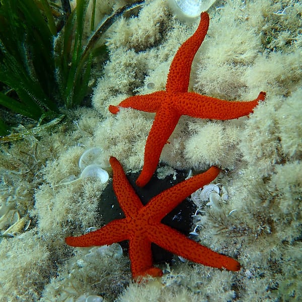 Estrellas de mar en el mediterráneo
